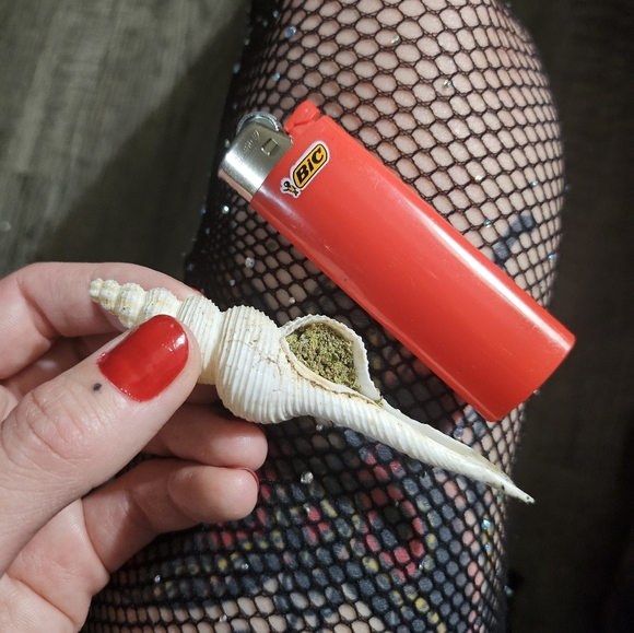 Seashell - Picture 3 of 3